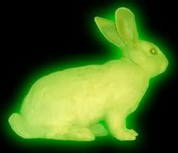 Rabbits deserve to glow in the dark...