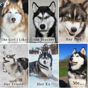 Husky lovers only!'s Photo