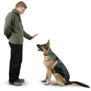 How to train your pet. How to train your pet.