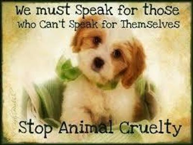 Animal Abuse Needs To STOP!!'s Photo