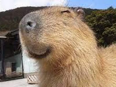 Capybara's Photo