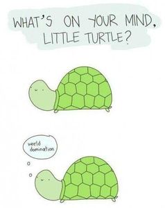 Reasons why Turtles are cool's Photo