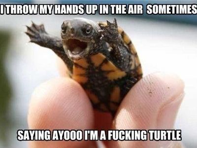 Reasons why Turtles are cool's Photo