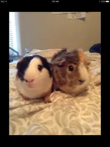 guinea pig page's Photo guinea pig page's Photo