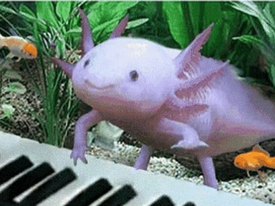 Axolotl Club!'s Photo