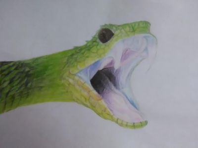 My dragon art page?'s Photo