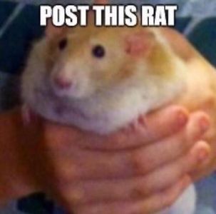 Rats's Photo