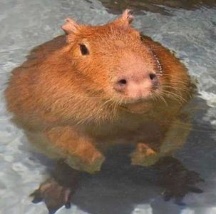 Capybara's Photo