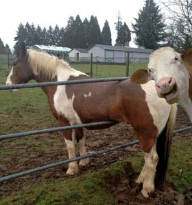 Animal Photobombs's Photo