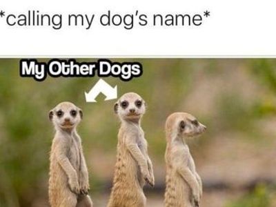 Come here to post dog memes's Photo