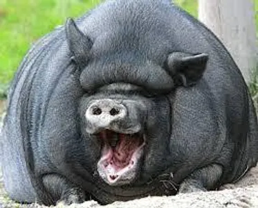 Q & A with Mr. Pig the vietnamese potbelly pig Q & A with Mr. Pig the vietnamese potbelly pig