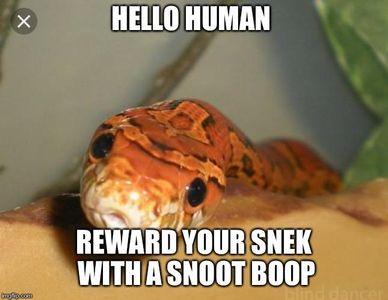 Boop the snoot's Photo