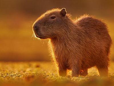 Capybara