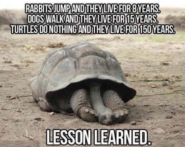 Reasons why Turtles are cool's Photo