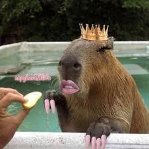 Capybara's Photo