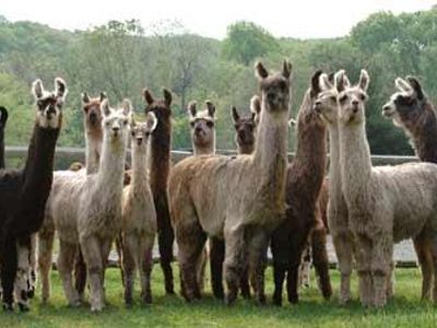 THE LLAMA ARMY's Photo