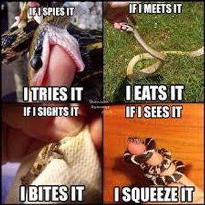 Snek memes!'s Photo