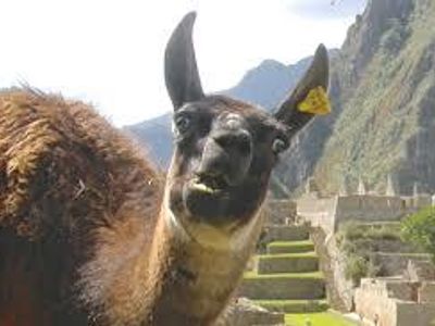 THE LLAMA ARMY's Photo