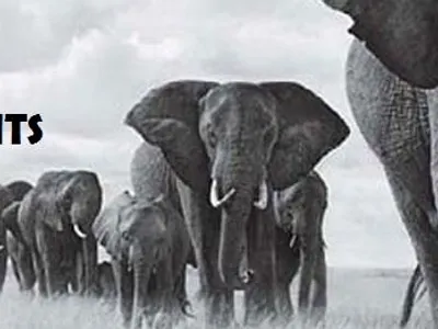 Save the Elephants! Save the Elephants!