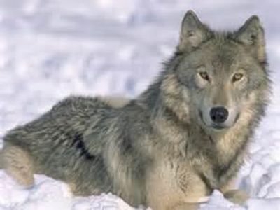 Help save the grey wolves!