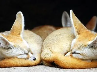 Fox RP Page Fox RP Page