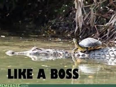 Reasons why Turtles are cool's Photo