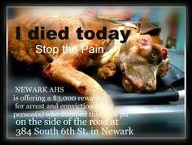 Animal Abuse Needs To STOP!!'s Photo