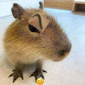 Capybara's Photo