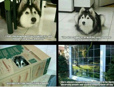 Husky lovers only!'s Photo