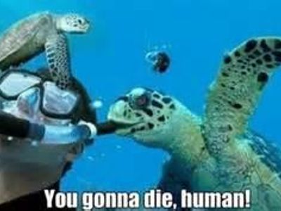 Reasons why Turtles are cool's Photo