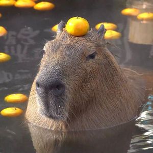 Capybara's Photo