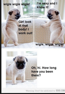 Awesome Pugs's Photo