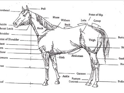 Horse Knowledge