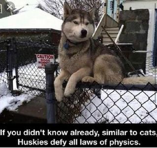 Husky lovers only!'s Photo