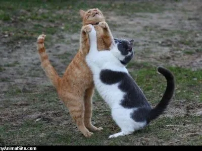 Annoying siblings! Annoying siblings!