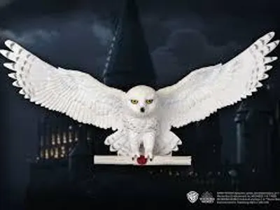 Harry Potter super huge extraordinary fans club's Photo Harry Potter super huge extraordinary fans club's Photo