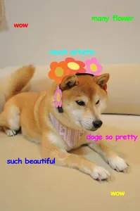 Doge Clan's Photo Doge Clan's Photo