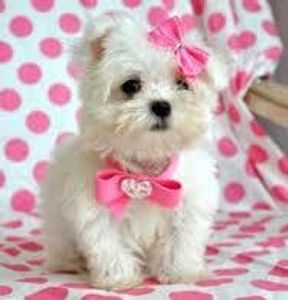 The cute puppy page!'s Photo