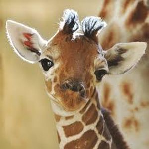 the giraffe page!'s Photo