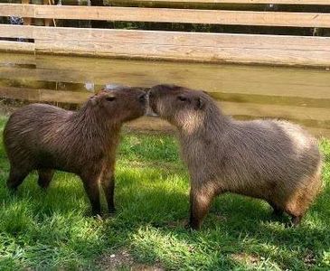 Capybara's Photo