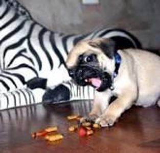 Awesome Pugs's Photo