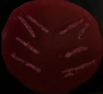 Impure OCs Impure OCs