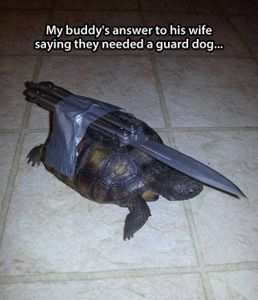 Reasons why Turtles are cool's Photo