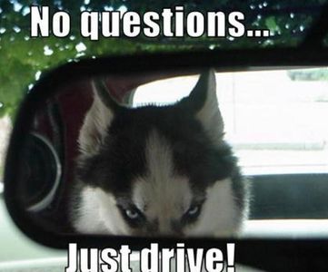 Husky lovers only!'s Photo