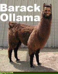 THE LLAMA ARMY's Photo