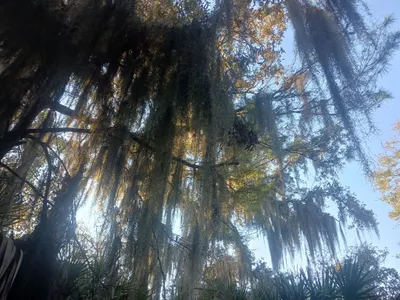 Nature's Photo Nature's Photo