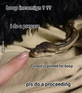 Snek memes!'s Photo