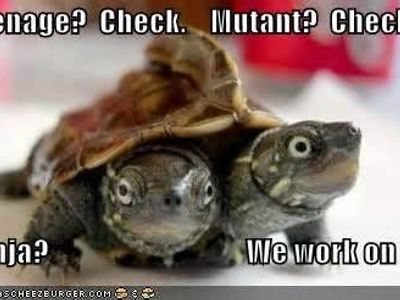 Reasons why Turtles are cool's Photo