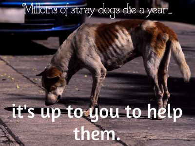 Save our Strays! (S.O.S)