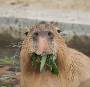 Capybara's Photo